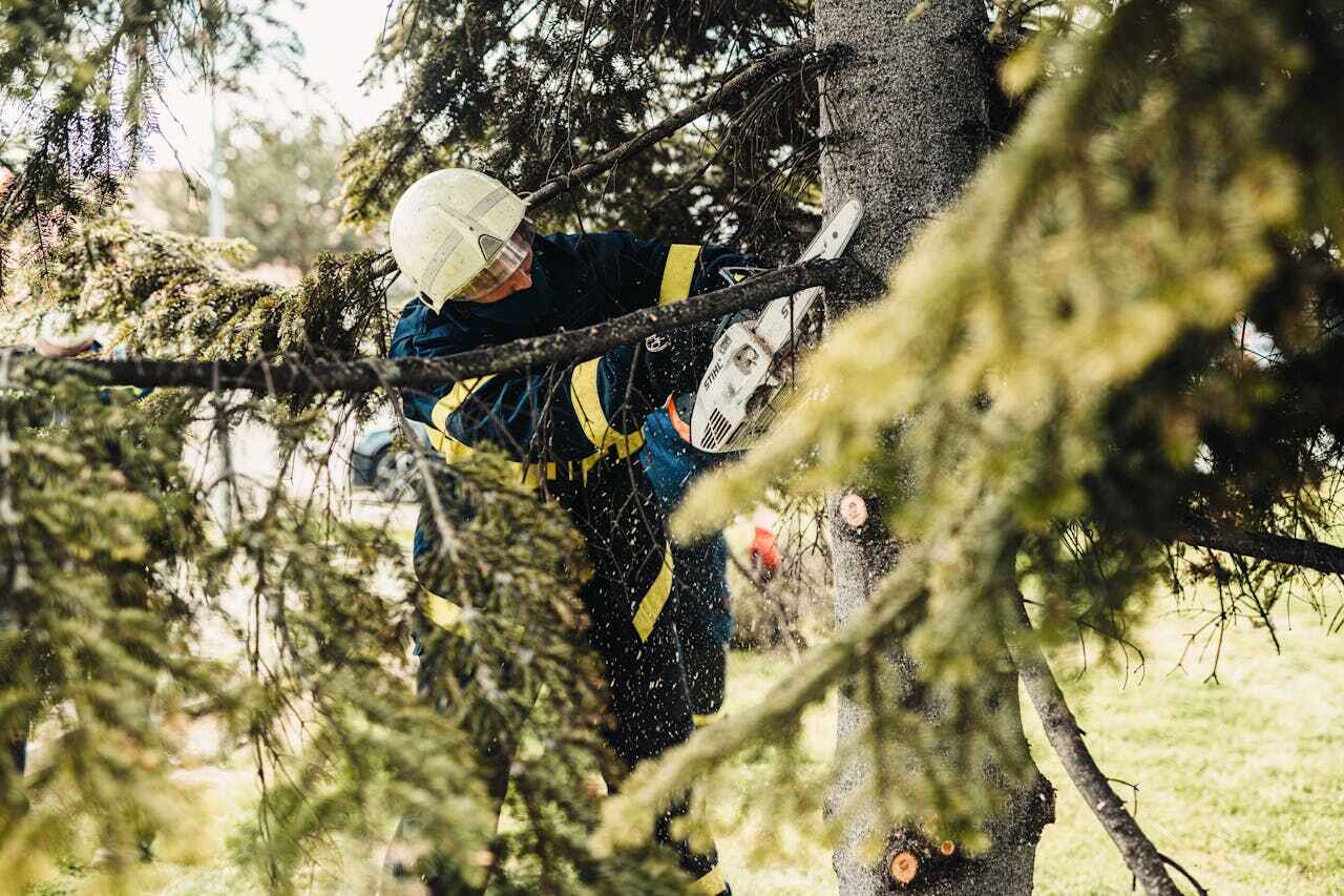 The Steps Involved in Our Tree Care Process in Lower Lake, CA